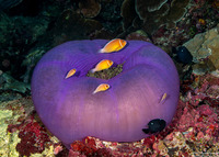 Amphiprion perideraion (Pink Anemonefish)