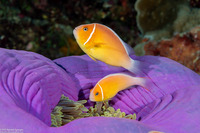Amphiprion perideraion (Pink Anemonefish)
