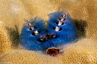 Spirobranchus sp.1 (Christmas Tree Worm)