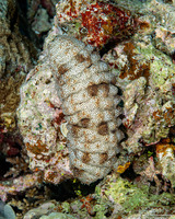 Pearsonothuria graeffei (Blackspotted Sea Cucumber)