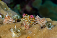 Spirobranchus sp.1 (Christmas Tree Worm)