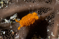 Santia sp.1 (Sponge Isopod)