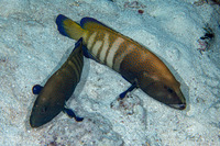 Cephalopholis argus (Peacock Grouper)
