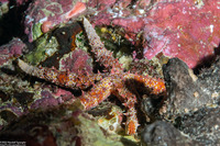 Gomophia egyptiaca (Egyptian Sea Star)