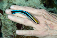 Labroides dimidiatus (Bluestreak Cleaner Wrasse)