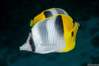 Chaetodon ulietensis (Pacific Double-Saddle Butterflyfish)