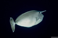 Naso annulatus (Whitemargin Unicornfish)