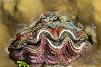 Tridacna crocea (Boring Giant Clam)