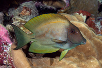 Ctenochaetus striatus (Lined Bristletooth)