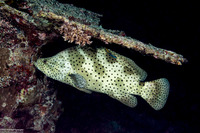 Cromileptes altivelis (Barramundi)