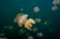 Mastigias papua etpisoni (Golden Jellyfish)