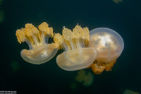 Mastigias papua etpisoni (Golden Jellyfish)