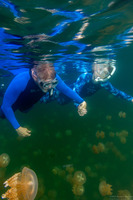 Mastigias papua etpisoni (Golden Jellyfish)