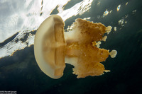 Mastigias papua etpisoni (Golden Jellyfish)