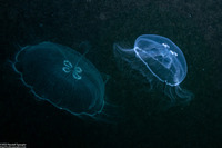 Aurelia sp.1 (Aurelia sp.1)