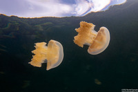Mastigias papua etpisoni (Golden Jellyfish)