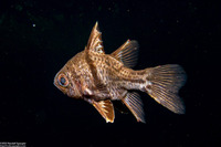Sphaeramia orbicularis (Orbicular Cardinalfish)