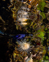 Entacmaea medusivora (Jellyfish-Eating Anemone)