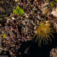 Brachidontes sp.1 (Mangrove Mussel)