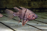 Sphaeramia orbicularis (Orbicular Cardinalfish)