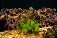 Brachidontes sp.1 (Mangrove Mussel)