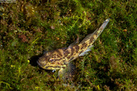 Acentrogobius janthinopterus (Robust Mangrove Goby)