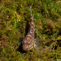 Acentrogobius janthinopterus (Robust Mangrove Goby)