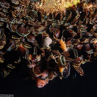 Brachidontes sp.1 (Mangrove Mussel)