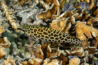 Epinephelus quoyanus (Longfin Grouper)