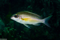Scolopsis margaritifera (Pearly Monocle Bream)
