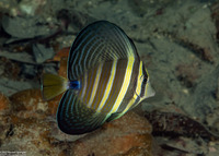 Zebrasoma veliferum (Pacific Sailfin Tang)