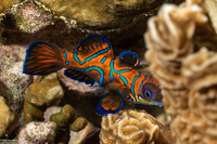 Synchiropus splendidus (Mandarinfish)