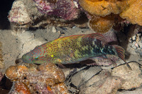 Oxycheilinus celebicus (Celebes Wrasse)