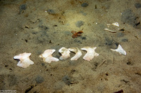Cryptochiton stelleri (Gumboot Chiton)