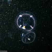 Mitrocoma cellularia (Cross Jelly)