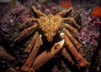 Loxorhynchus crispatus (Masking Crab)