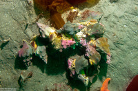 Kelletia kelletii (Kellet's Whelk)