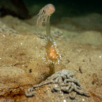 Corymorpha palma (Fairy Palm Hydroid)