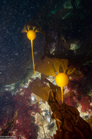 Nereocystis luetkeana (Bull Kelp)