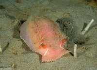 Tritonia tetraquetra (Pink Tritonia)