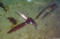 Doryteuthis opalescens (Market Squid)