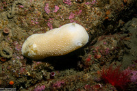 Doris odhneri (White Knight Dorid)