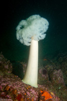 Metridium farcimen (White-Plumed Anemone)