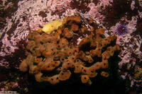 Amphimedon trindanea (Amphimedon Trindanea)