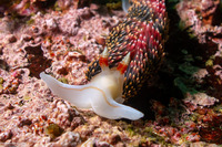 Phidiana hiltoni (Hilton's Aeolid)