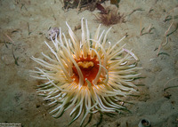 Urticina columbiana (Sand-Rose Anemone)