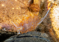 Hermissenda opalescens (Opalescent Nudibranch)