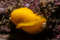 Doriopsilla fulva (White-Speckled Dorid)