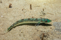 Ophiodon elongatus (Lingcod)