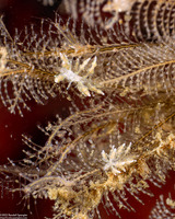 Eubranchus rustyus (Homely Aeolid)